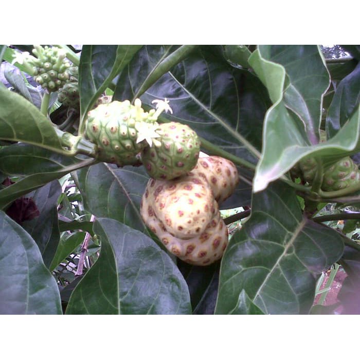 

TERBARU Herbal Hipertensi - BUAH MENGKUDU SEGAR 1 kg (Morinda citrifolia)