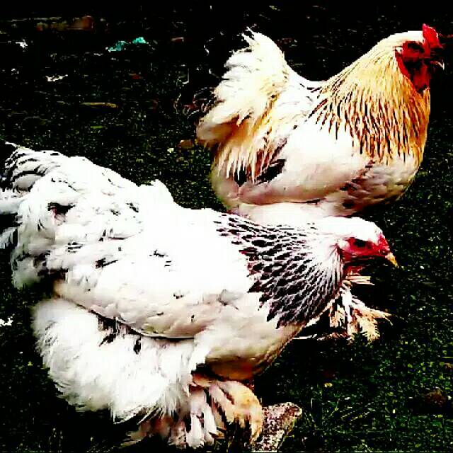 Telur Ayam Hias Brahma Light columbian