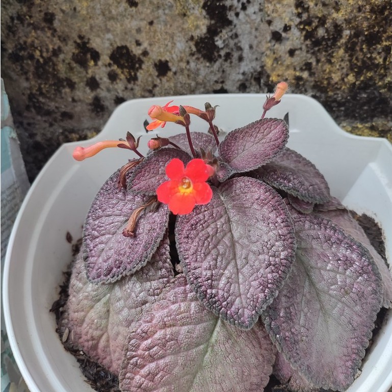 Bunga Episcia Strawberry Tanaman Hias Tanaman Gantung Episcia