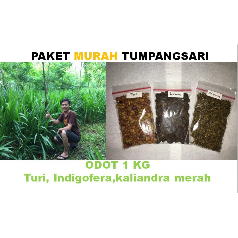 Bibit indigofera odot turi kaliandra merah  Paket tumpangsari
