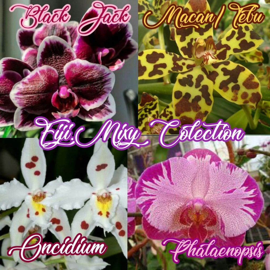 Anggrek Seedling Paket 4 Anggrek Black Jack - Phalaenopsis fimbriata - Oncidium - Macan/Tebu
