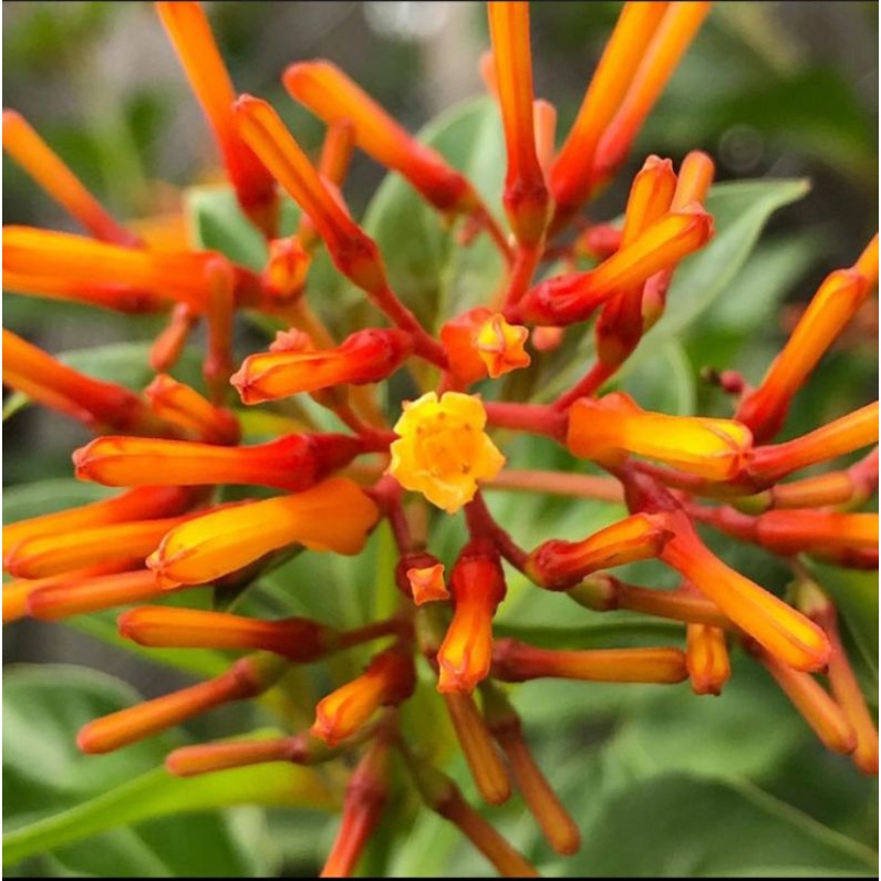 Tanaman hias Fire bush / Hamelia patens