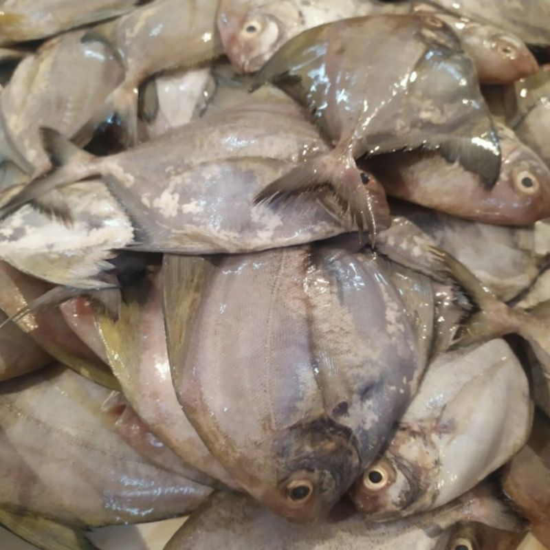 

Ikan Bawal Hitam Size Kecil 1kg Isi 10-25ekor