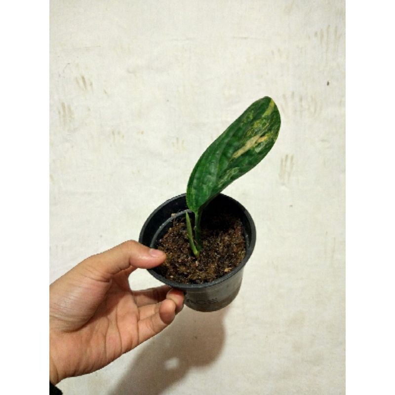 Monstera Peru Variegata Karstenianum Tanaman Hias Shopee Indonesia