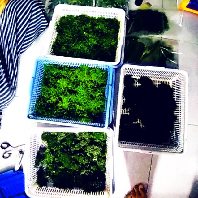 Promo moss mini weeping murah over stok Aquascape akuarium hias air tawar