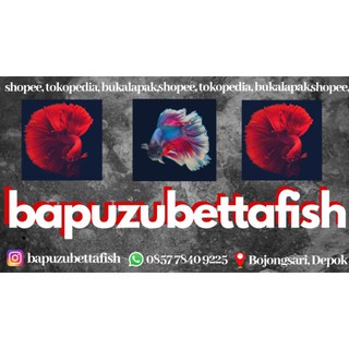 ikan cupang plakat super red | shopee indonesia