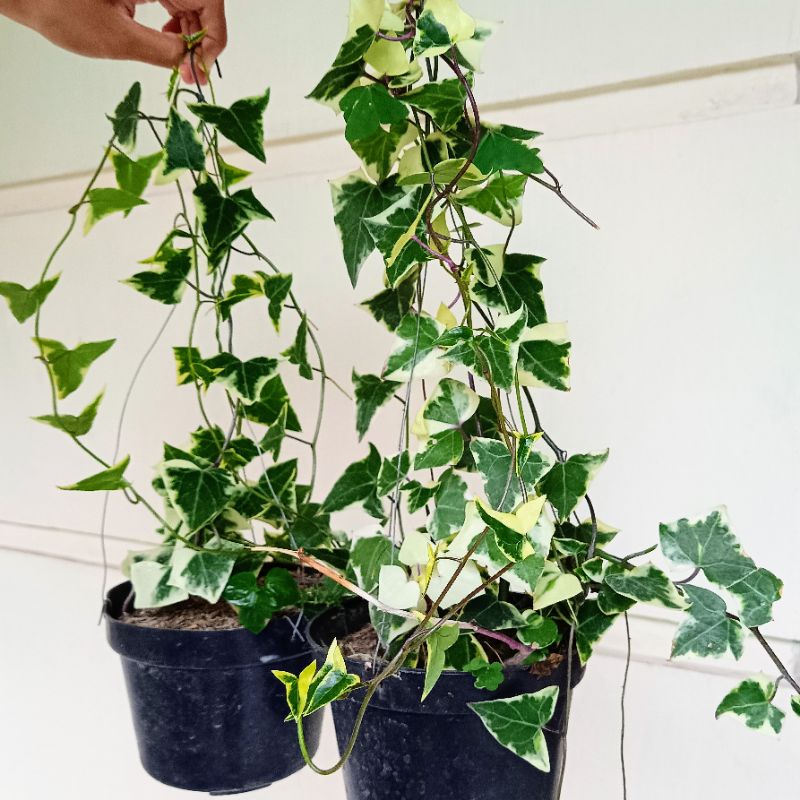 TANAMAN HIAS Gantung - IVY Variegata, English Ivy Variegata Daun Tebal