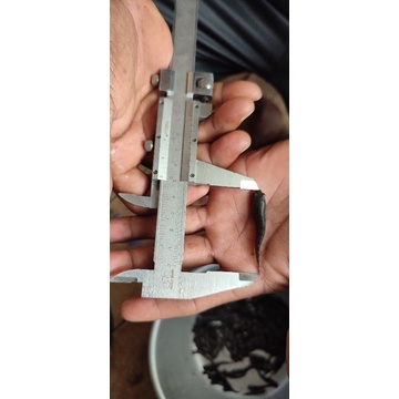 Bibit Ikan Gabus Konsumsi ukuran 3-5cm