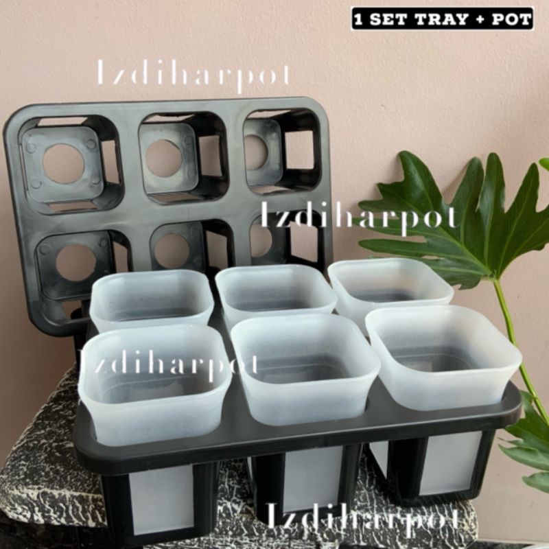 1 set Tray + pot nkt kotak 8 cm BENING TRANSPARAN | tray semai bibit