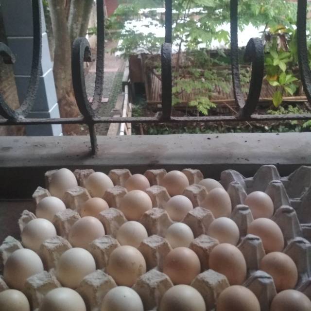 

Telur ayam kampung