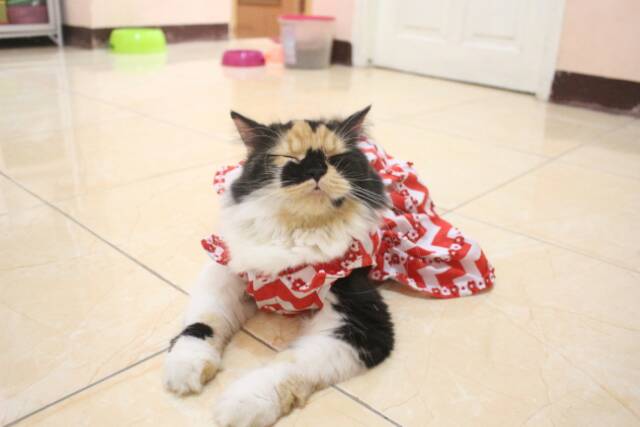 Simple dress motif zig zag untuk kucing dan anjing / baju kucing / dress kucing murah