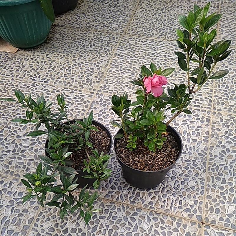 paket tanaman hias bunga kacapiring mini dan bunga azalea - 199plant_bandung - tanaman hias murah - 