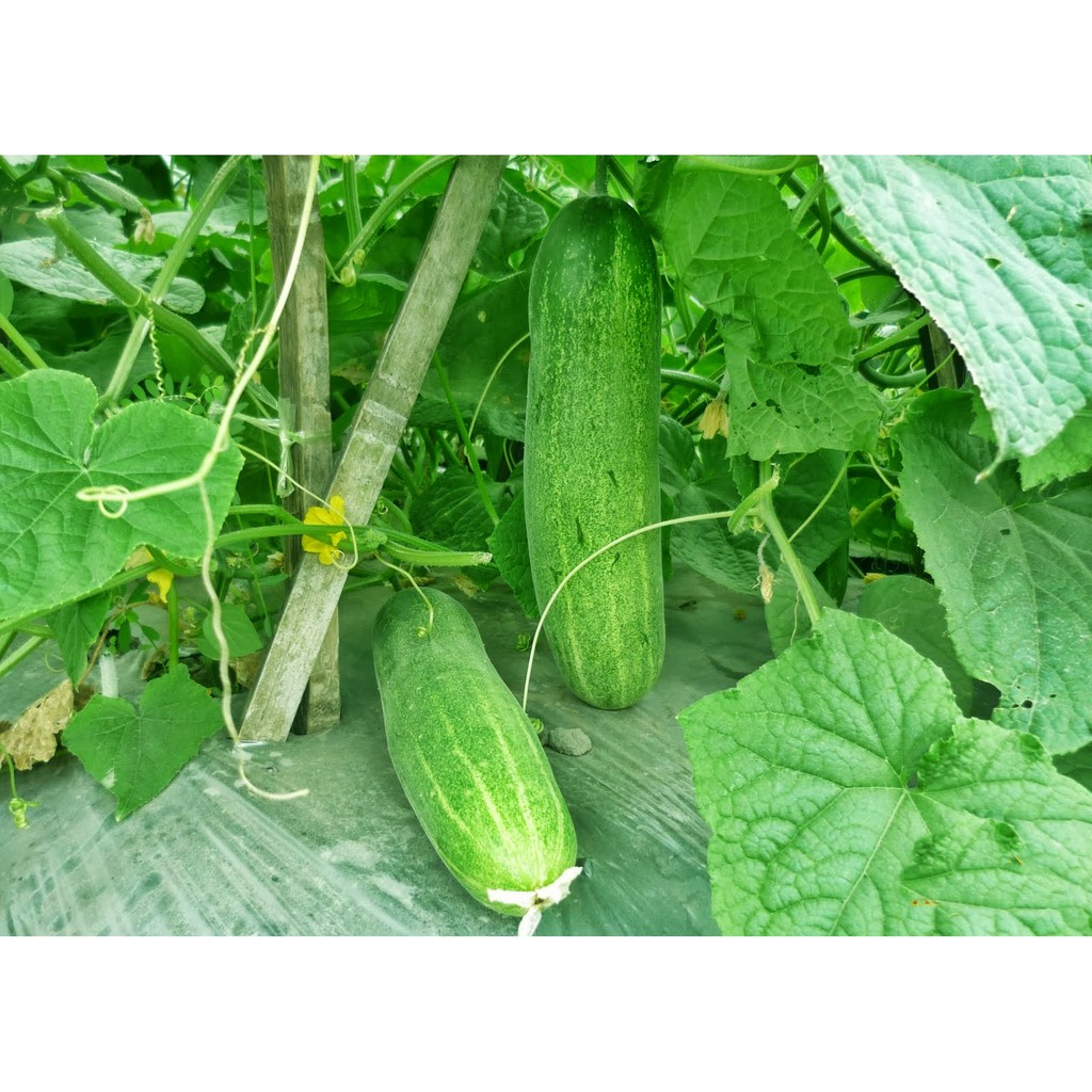 Timun Lokal / cucumber 500gr