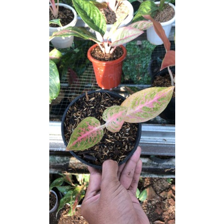 Aglonema sexy pink size M remaja