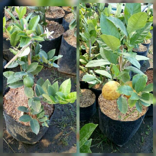 Bibit Jeruk Lemon Tanpa Biji