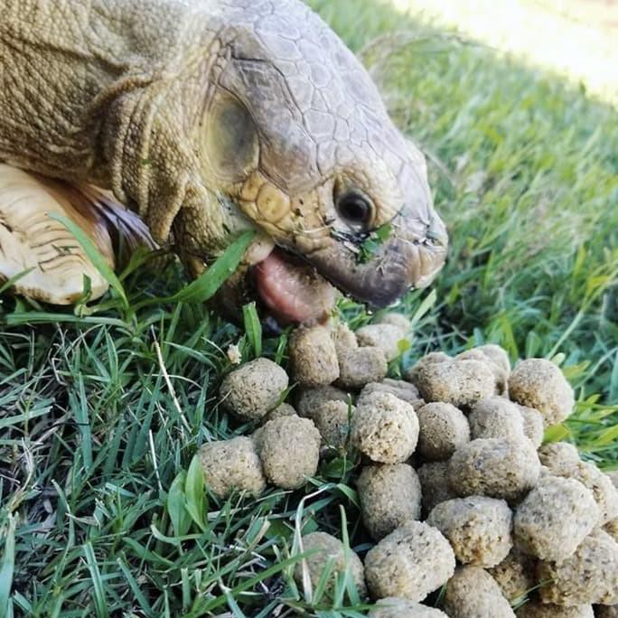 

Mazuri Tortoise Diet - Pelet Kura Mazuri - Mazuri Tortoise Food 500 Gr Voniplashop