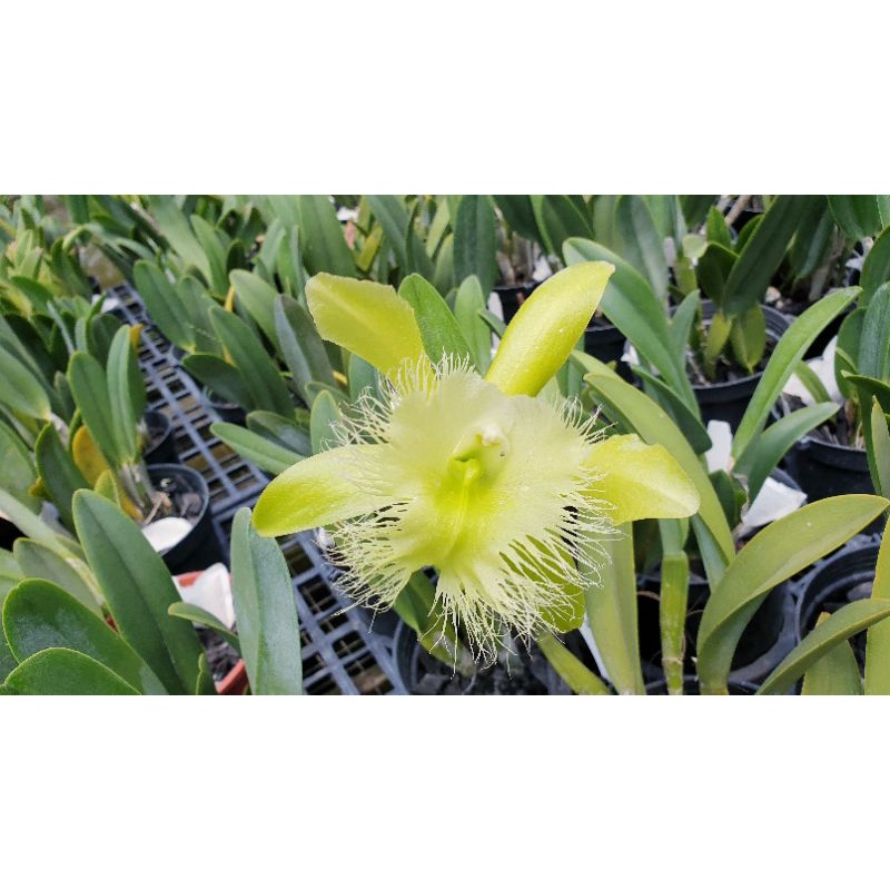 Anggrek cattleya species Digbyana