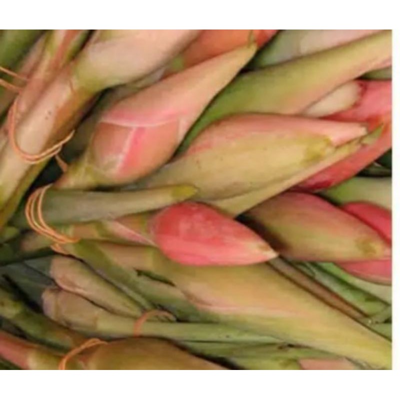 

kincung/ kecombrang/ honje 500 gr