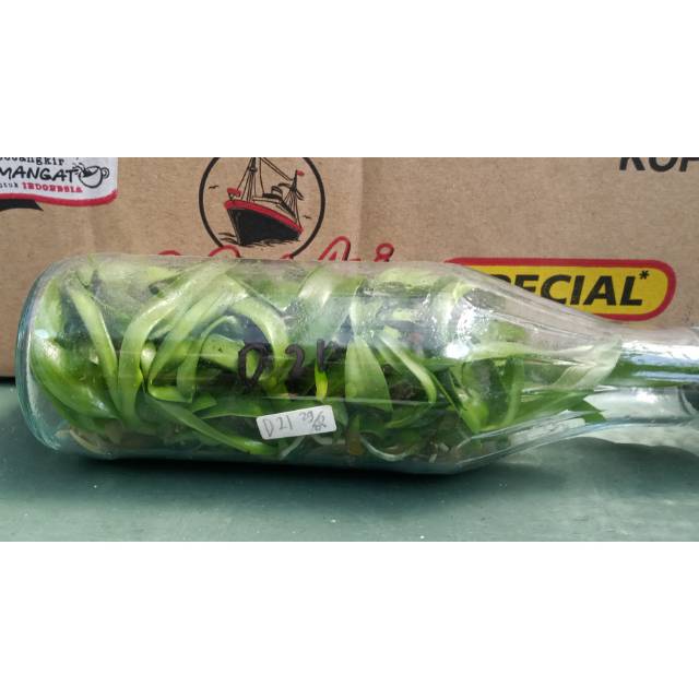 Anggrek dalam botol / Dendrobium / bibit Dendrobium keriting Melintir