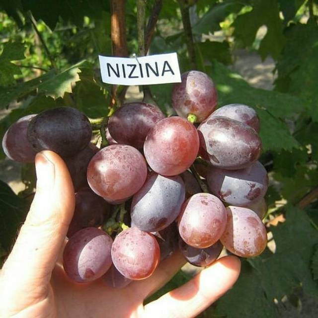 Bibit anggur import nizina