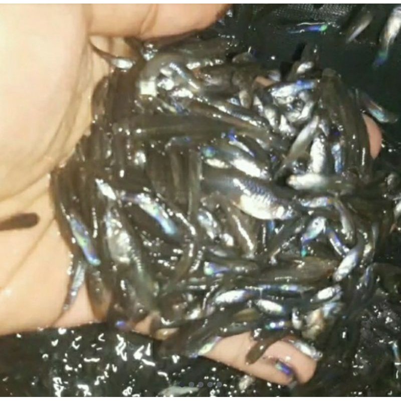 paket 20.000..lebih dari 500 ekor..ikan cere/guppy sawah pakan ikan predator