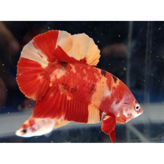 cupang koi galaxy, nemo multycolor top grad | shopee indonesia