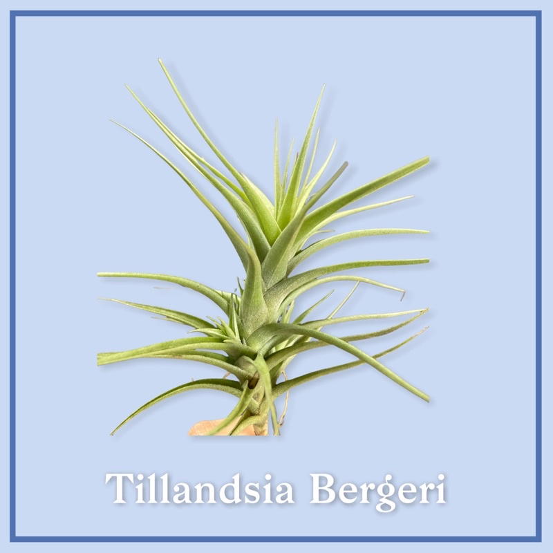 Tillandsia bergeri (anak5)