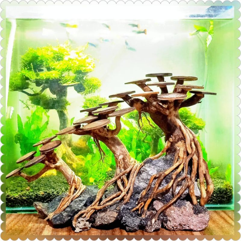 BONSAI AQUASCAPE 3PLAY