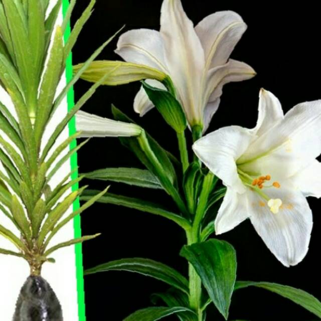 Bibit Bunga Easter Lily