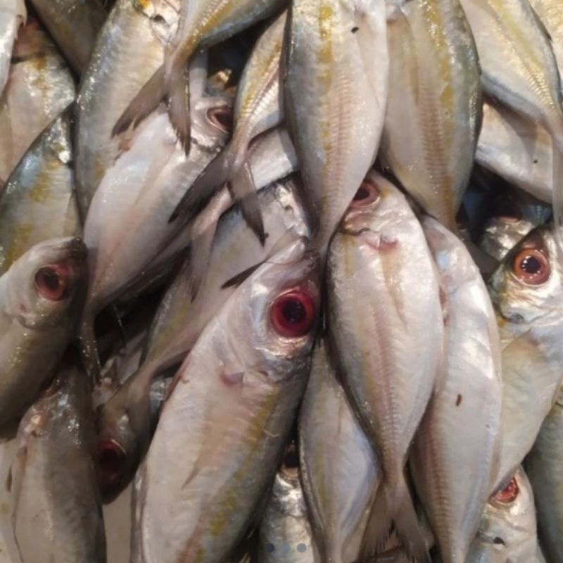 

ikan mata besar