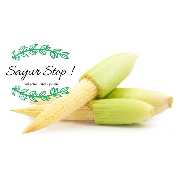 

Sayur Stop Jagung Acar Besar 1 pcs