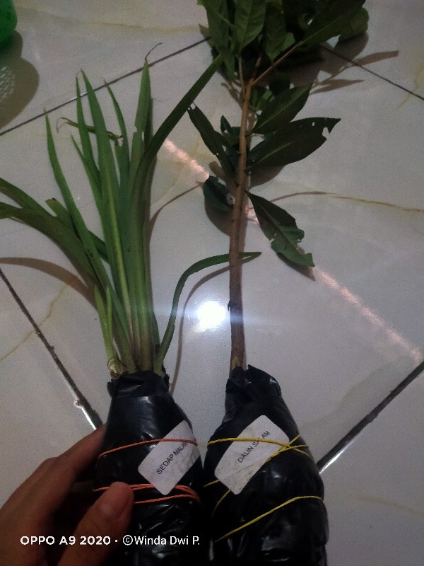 Tanaman Sayuran Daun Salam