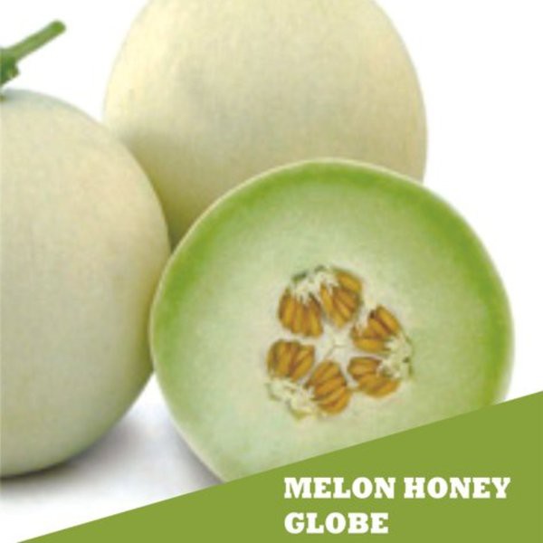 Bibit Benih Biji Buah Melon Honey Globe - Bibit Buah Melon Honey Globe - Melon Honey Globe - COD