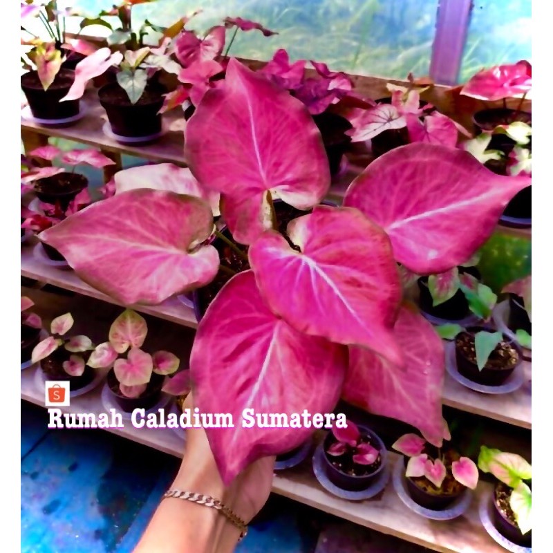 Caladium Pink Ramla , Bibit Caladium Pink Ramla , Keladi hias