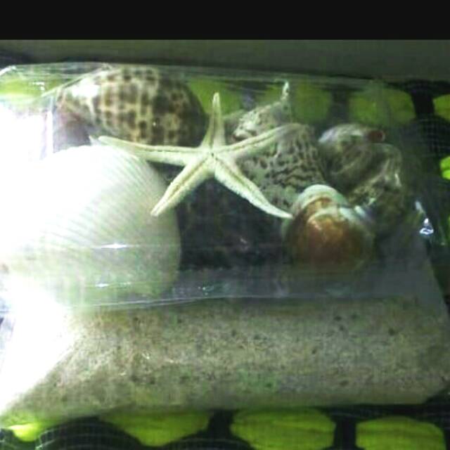 

Kulit Kerang set plus Pasir Putih treatment Prakarya Kerajinanan Tangan Kesenian Dekorasi sekolah
