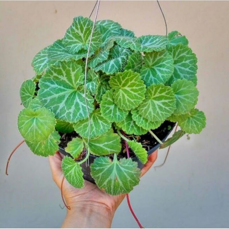 

Begonia Stroberi