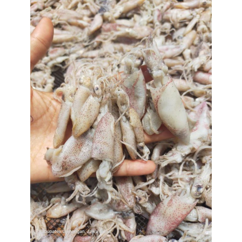 

BABY CUMI /TERMURAH/KEMASAN 1000g