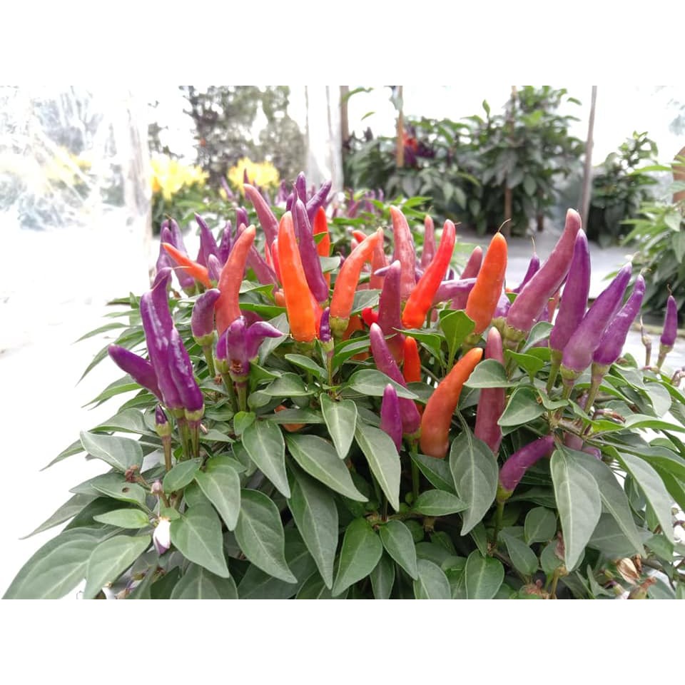 Benih Bibit Biji - Cabai Sangria Confetti Ornamental Cabe Rainbow Pepper Seeds