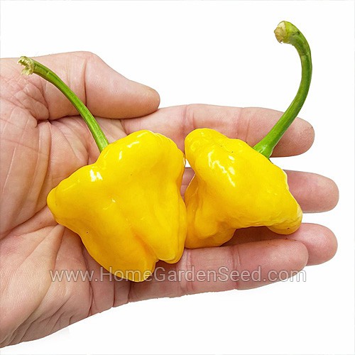 Benih Cabai Jamaican Yellow - Hot Pepper - Home Garden Seed