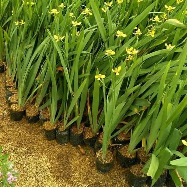 Tanaman Hias Airish Bunga Kuning/ Tanaman Pandan Airis Bunga Kuning