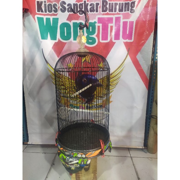 Sangkar Lovebird Bnr Energy