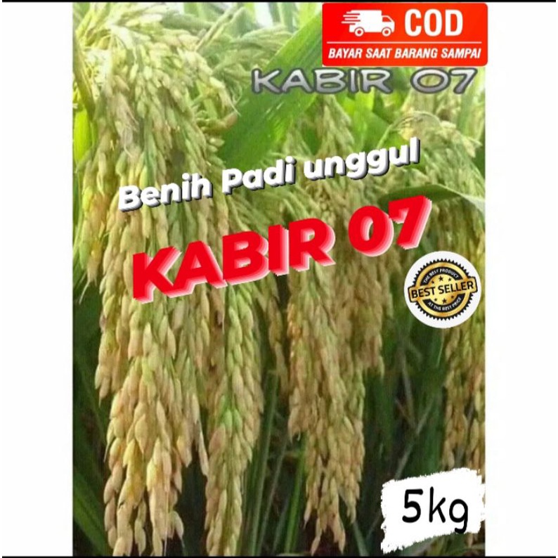 Benih padi Unggul KABIR 07 genjah kemasan 5kg