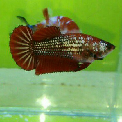 cupang plakat red samurai bias gold female