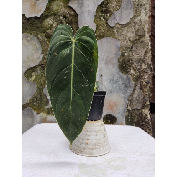 philodendron melanochrysum narrow - philodendron melano