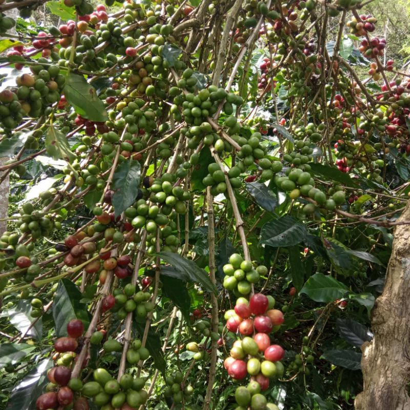 BIBIT KOPI ARABIKA.ISI 1000 gram