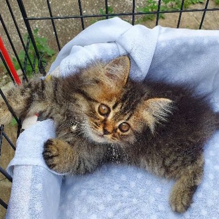 Kitten Kucing Anakan Persia Norwegia Flatnose Peaknose Munchkin BSH Tabby Lucu Gemoy Murah