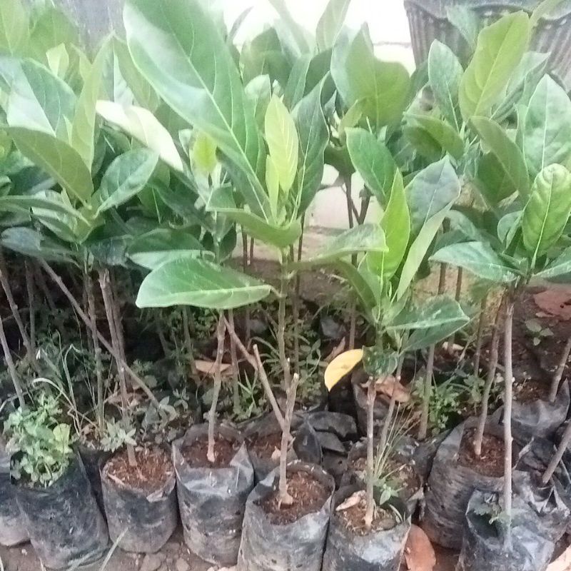 BIBIT NANGKA MINI NANGKA SAYUR OKULASI UNGGUL