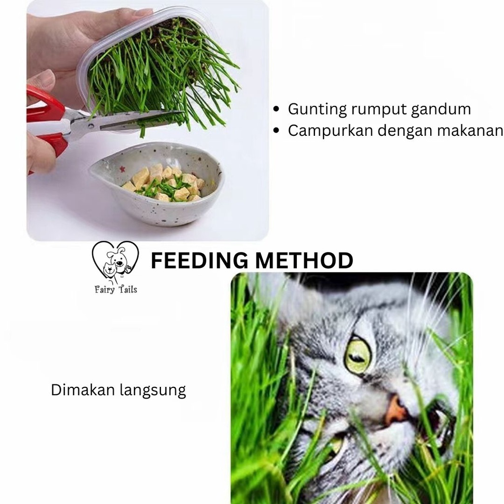 Rumput Untuk Kucing Premium Benih Gandum Organik Langsung Tanam Kemasan TinFoil Praktis Untuk Mencegah Muntah Akibat Bola Bulu Hairball / Wheat Grass For Cat