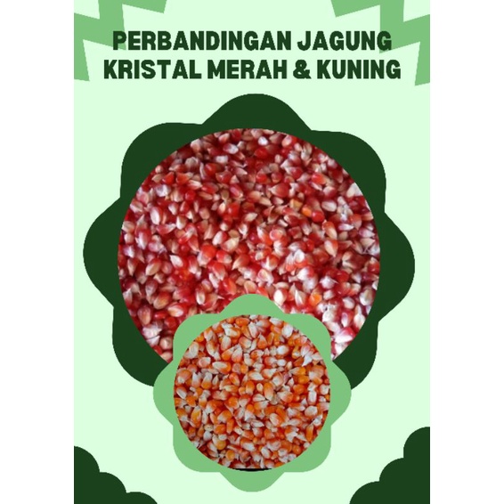 1 KG JAGUNG KRISTAL MERAH SUPER