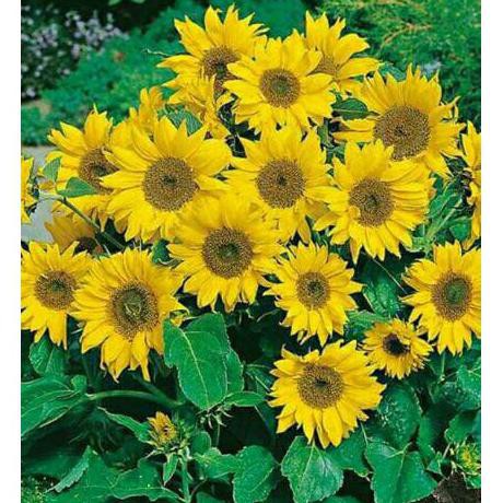 Benih Bunga Matahari / Bibit tanaman bunga matahari *_*